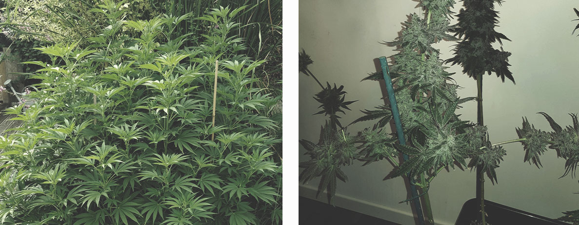 Best Ways To Support Large Cannabis Buds Indoors and Outdoors Best Ways To Support Large Cannabis Buds Indoors and Outdoors