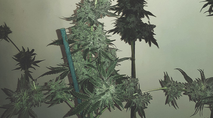 Support Plants With String and Stakes Support Plants With String and Stakes