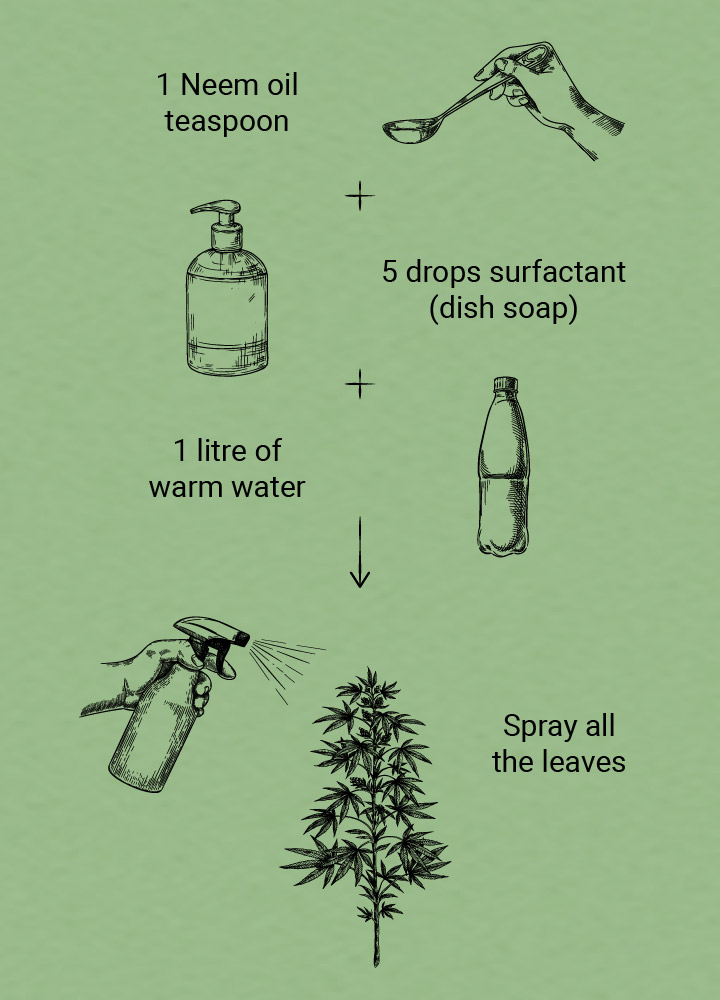 How to get rid of ants on weed plants How to get rid of ants on weed plants