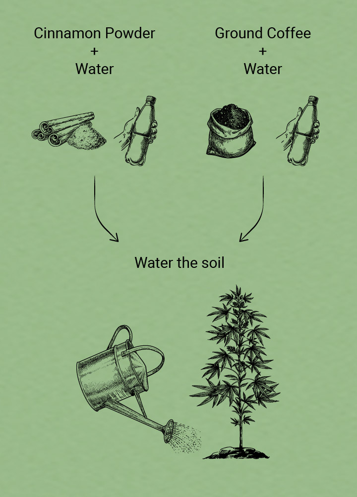 How to get rid of ants on weed plants How to get rid of ants on weed plants