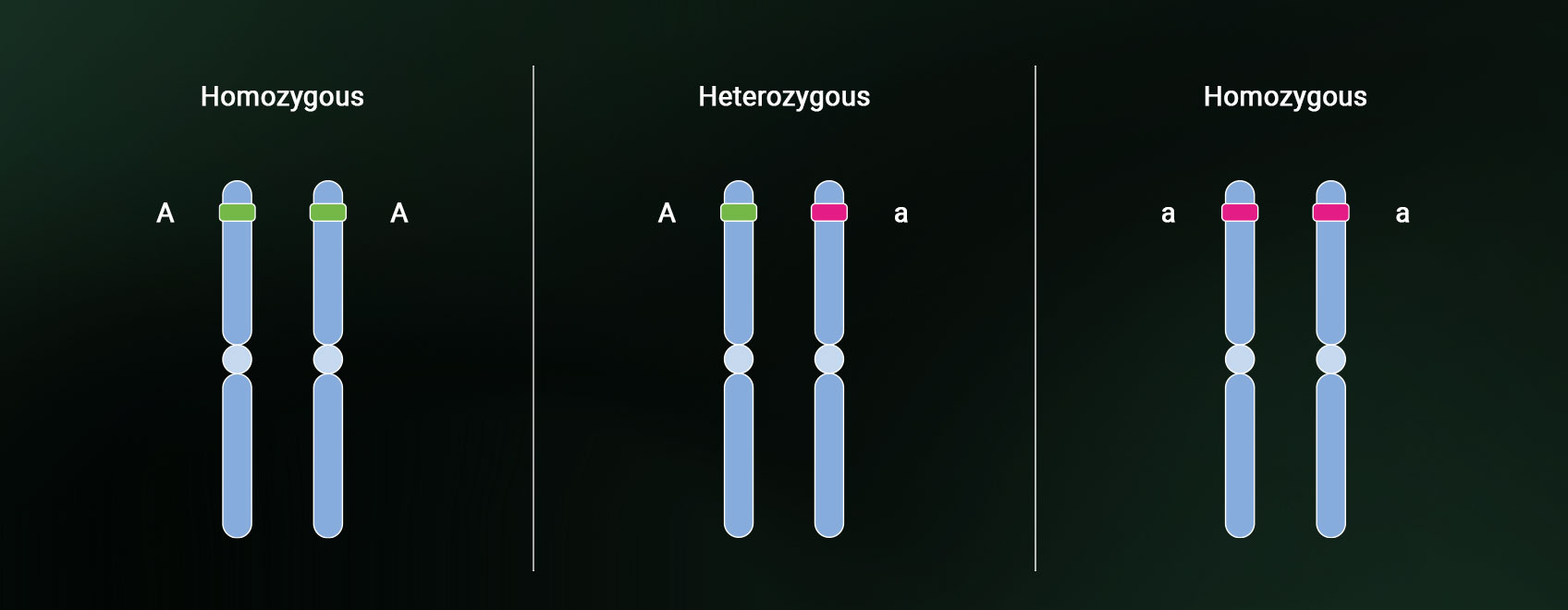Heterozygosity and homozygosity Heterozygosity and homozygosity