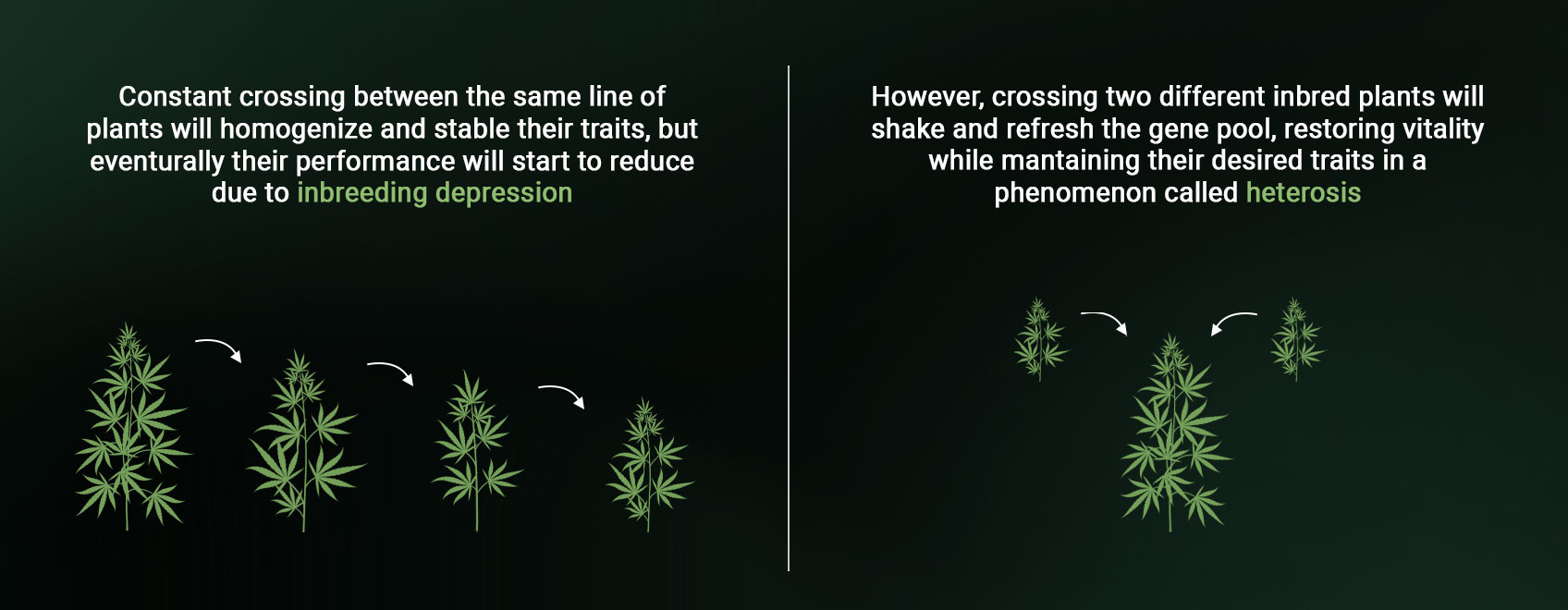 Heterosis Heterosis