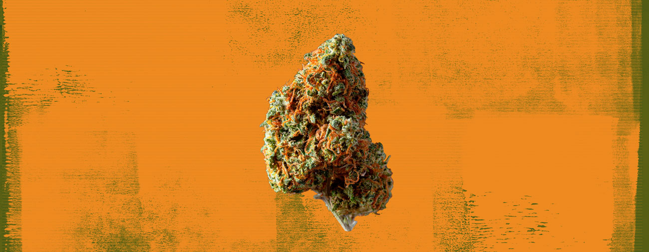 AK-47 Cannabis Strain AK-47 Cannabis Strain
