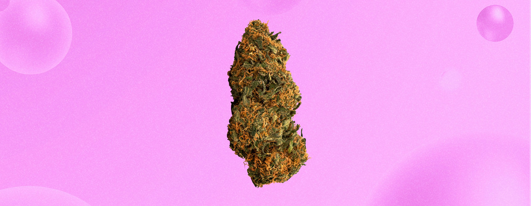Bubba Kush Cannabis Strain