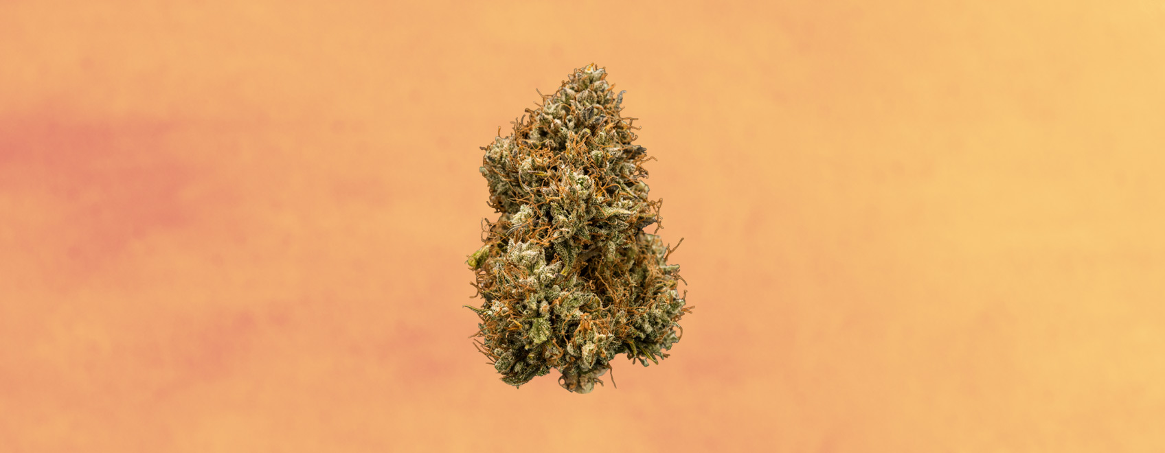 Clementine Strain Clementine Strain