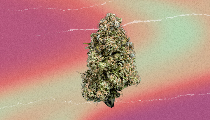 Zkittlez Cannabis Strain Zkittlez Cannabis Strain