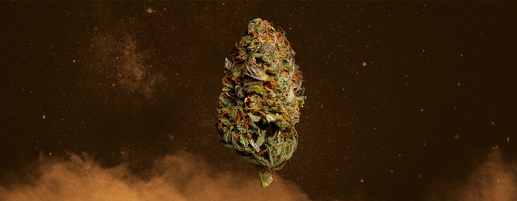Stardawg Cannabis Strain Stardawg Cannabis Strain