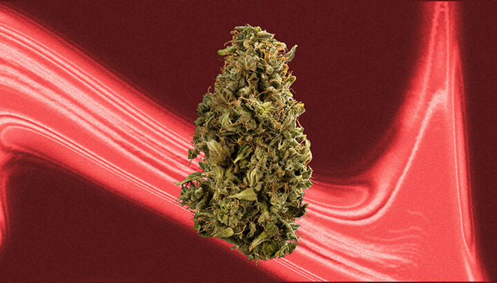 Cherry Pie Cannabis Strain Cherry Pie Cannabis Strain