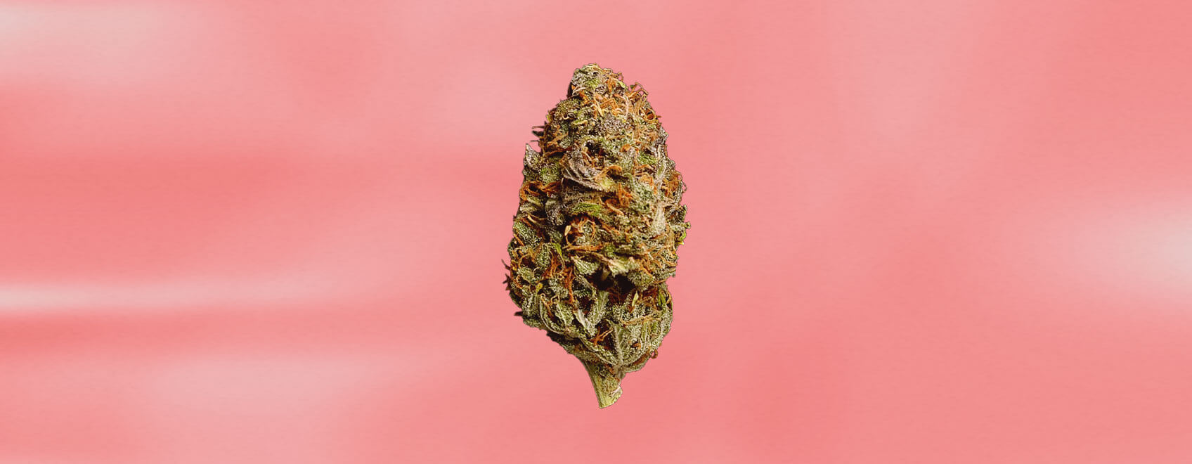 Strawberry Cough Strain Strawberry Cough Strain