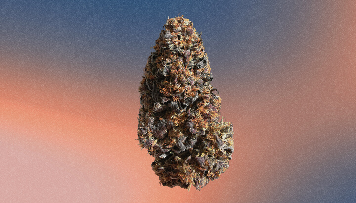 Wedding Cake Cannabis Strain Wedding Cake Cannabis Strain