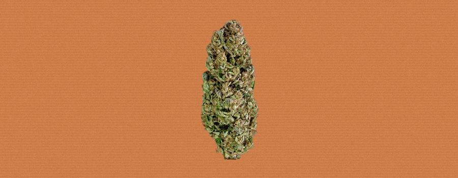 Hindu Kush Cannabis Strain