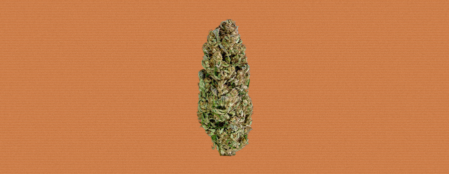 Hindu Kush Cannabis Strain Hindu Kush Cannabis Strain