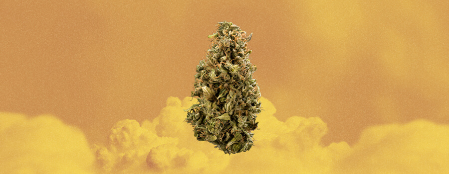 Colombian Gold Cannabis Strain Colombian Gold Cannabis Strain