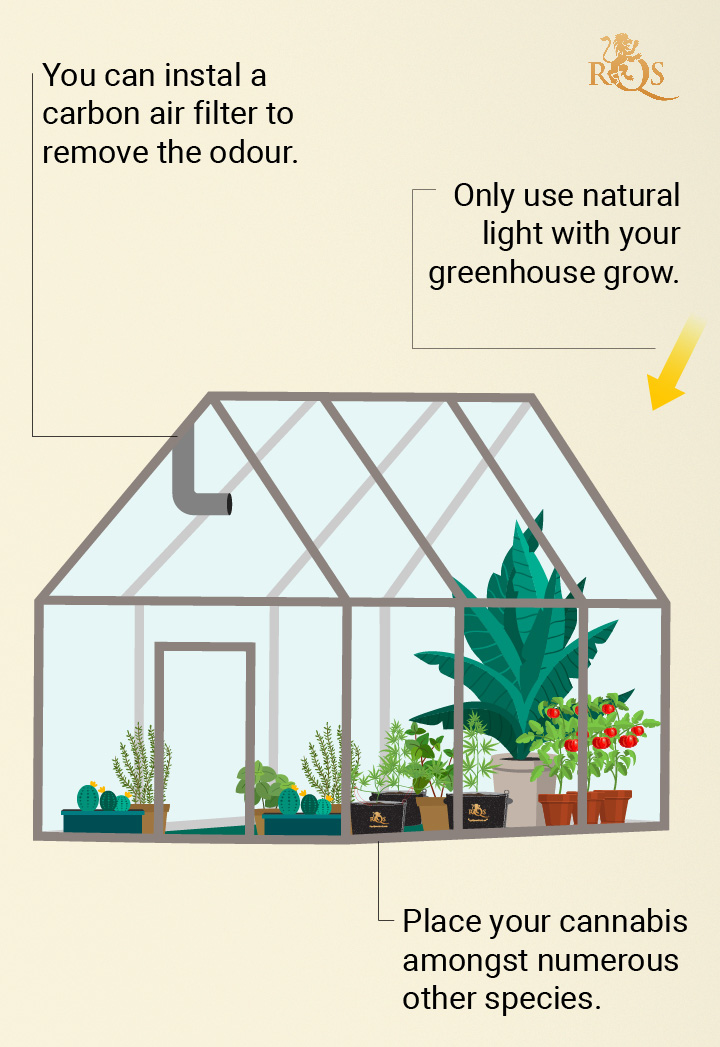 Hide your plants in a greenhouse Hide your plants in a greenhouse