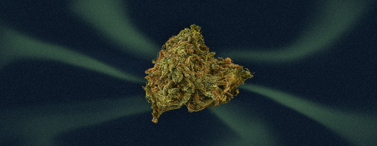 Black Domina Cannabis Strain Black Domina Cannabis Strain