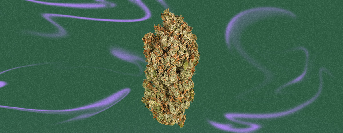 Durban Posion Cannabis Strain Durban Posion Cannabis Strain