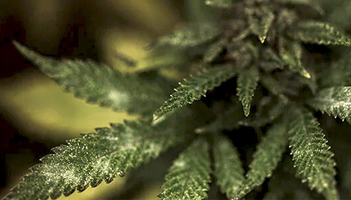 Mould in a Cannabis plant