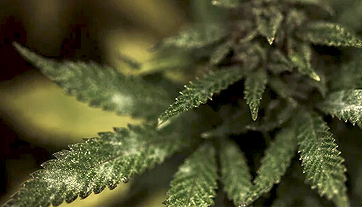 Mould in a Cannabis plant Mould in a Cannabis plant