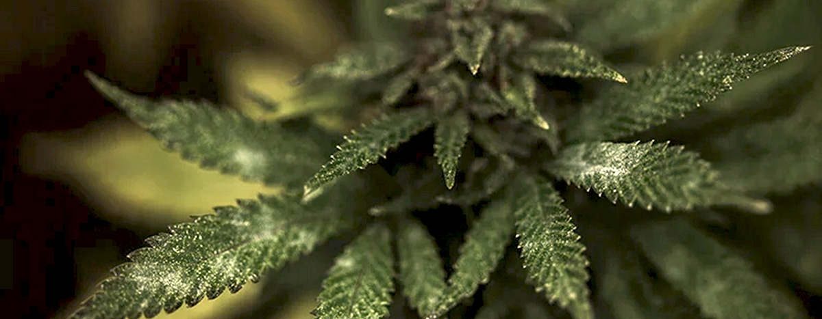 Mould in a Cannabis plant Mould in a Cannabis plant