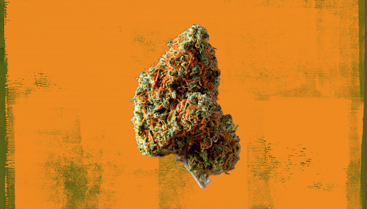 AK-47 Cannabis Strain AK-47 Cannabis Strain