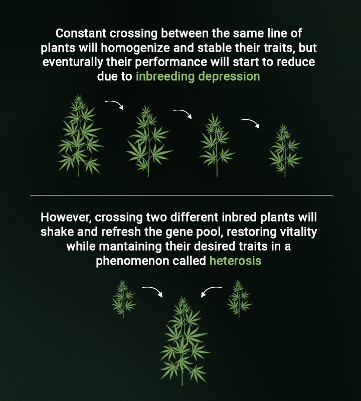 Heterosis Heterosis
