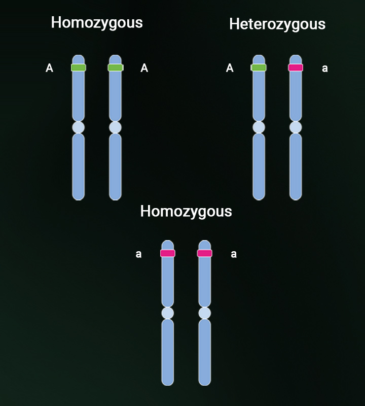 Heterozygosity and homozygosity Heterozygosity and homozygosity