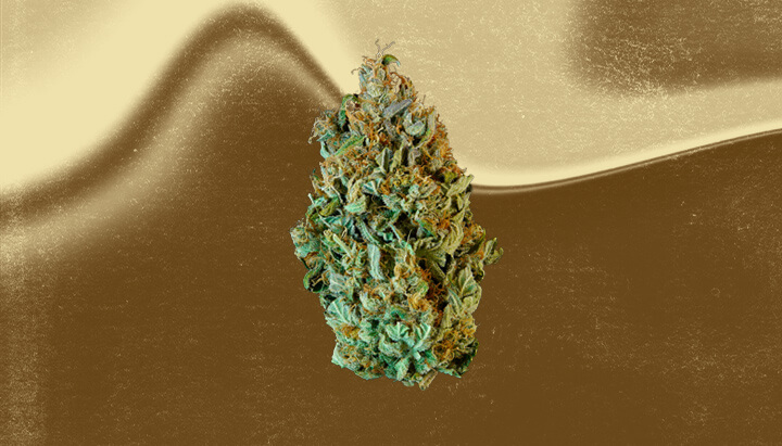 Mazar Cannabis Strain Mazar Cannabis Strain