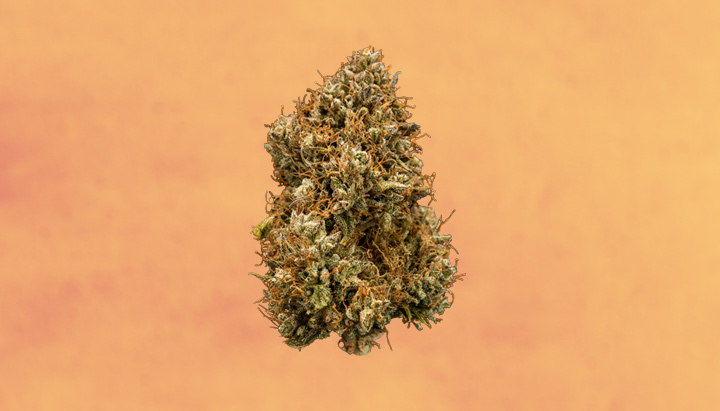 Clementine Strain Clementine Strain