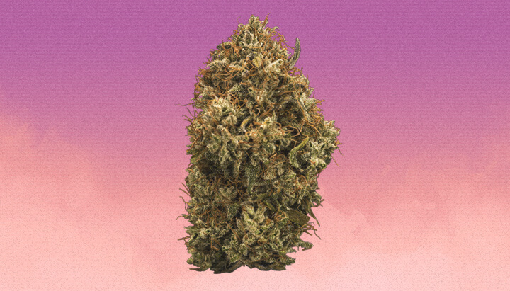 Grandaddy Purple Cannabis Strain Grandaddy Purple Cannabis Strain