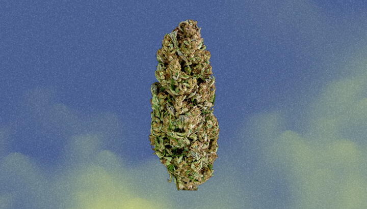 Trainwreck Strain Trainwreck Strain