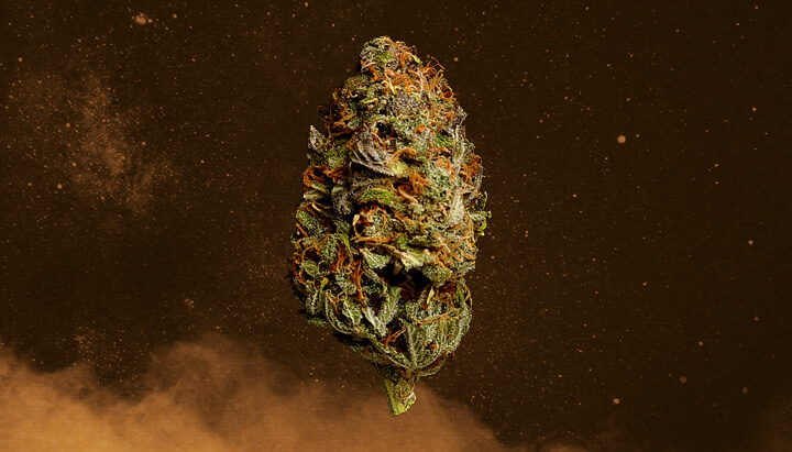 Stardawg Cannabis Strain Stardawg Cannabis Strain