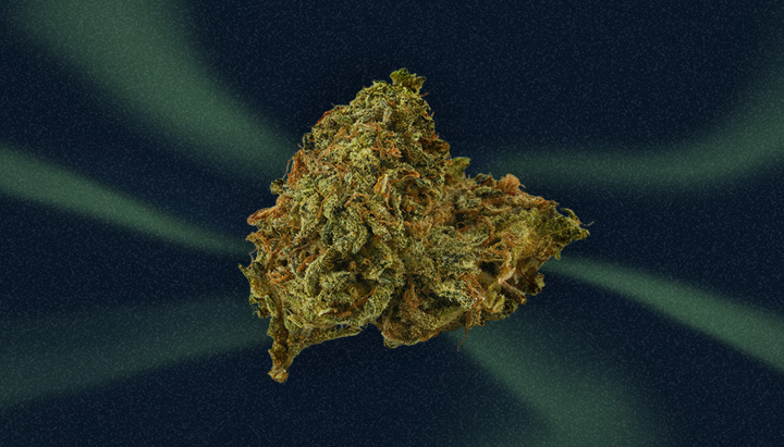 Black Domina Cannabis Strain Black Domina Cannabis Strain