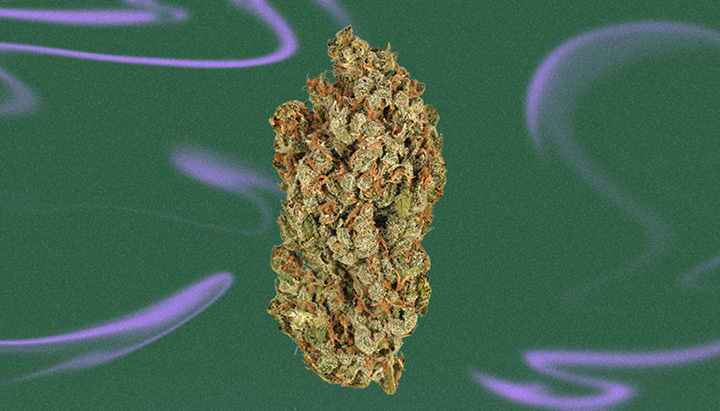 Durban Posion Cannabis Strain Durban Posion Cannabis Strain