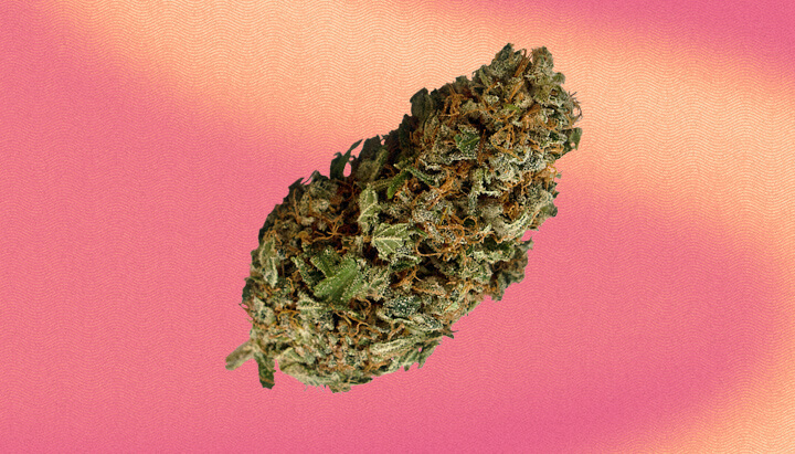 Power Plant Cannabis Strain Power Plant Cannabis Strain