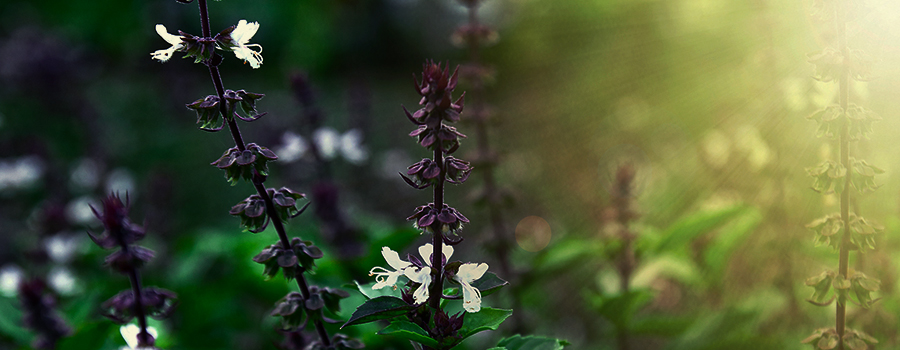 GROWING BASIL IN A COMPANION CANNABIS GARDEN GROWING BASIL IN A COMPANION CANNABIS GARDEN