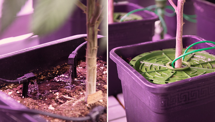 Fertigation in Cannabis Fertigation in Cannabis