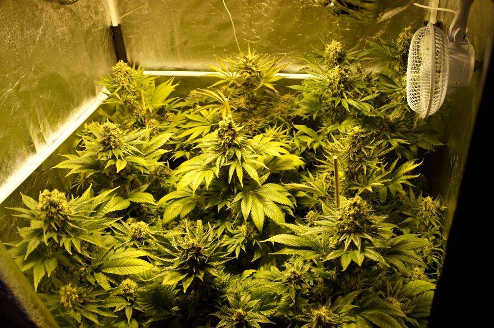 Les millors llavors de marihuana Les millors llavors de marihuana
