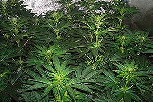 Fertilitzant de fulles per plantes de marihuana Fertilitzant de fulles per plantes de marihuana