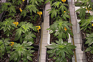 Fertilitzant de fulles per plantes de marihuana Fertilitzant de fulles per plantes de marihuana