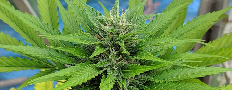 Royal Moby feminitzada molt detallada foto de la planta de cannabis Royal Moby feminitzada molt detallada foto de la planta de cannabis