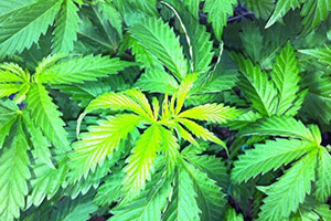 Fulles de cannabis de color verd clar Fulles de cannabis de color verd clar