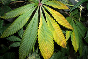 Fulles de cannabis de color groc Fulles de cannabis de color groc
