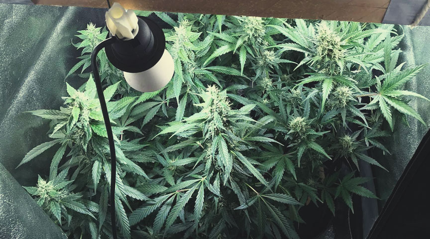 Blue Cheese Blue Cheese