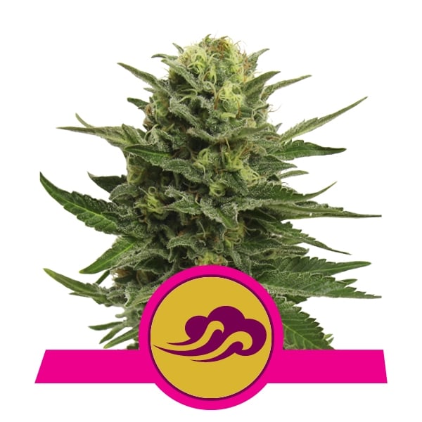 Blue Mystic Feminized