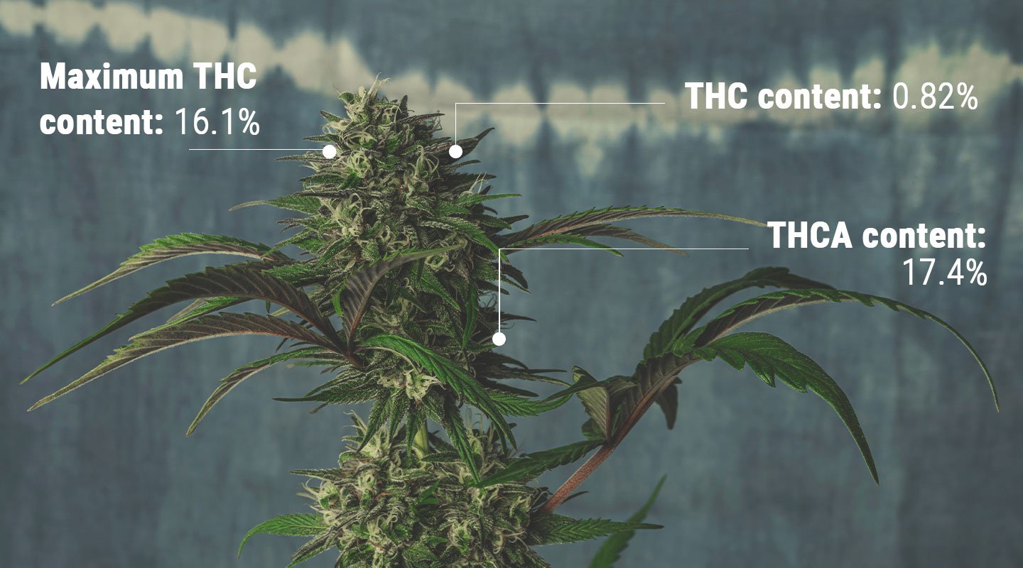 Understanding the Science of THC Testing Understanding the Science of THC Testing