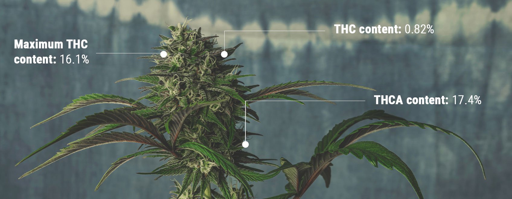 Cannabis effects: Why Weed Gets You High - RQS Blog