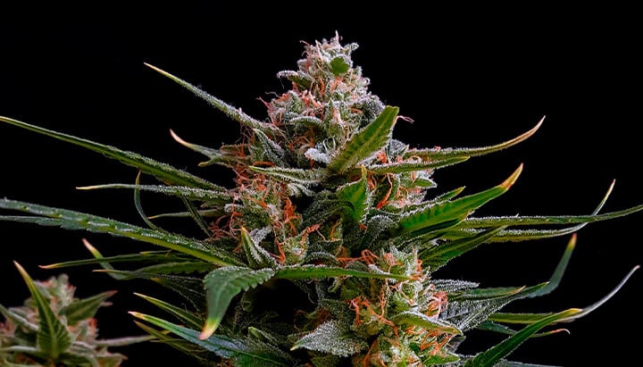 Bubble Kush Auto