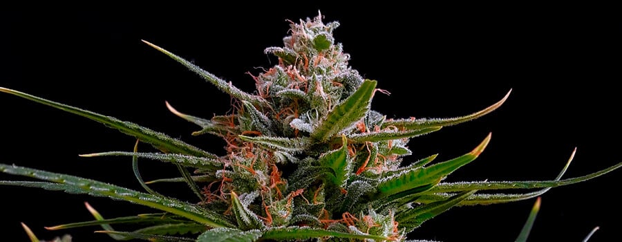 Bubble Kush Auto