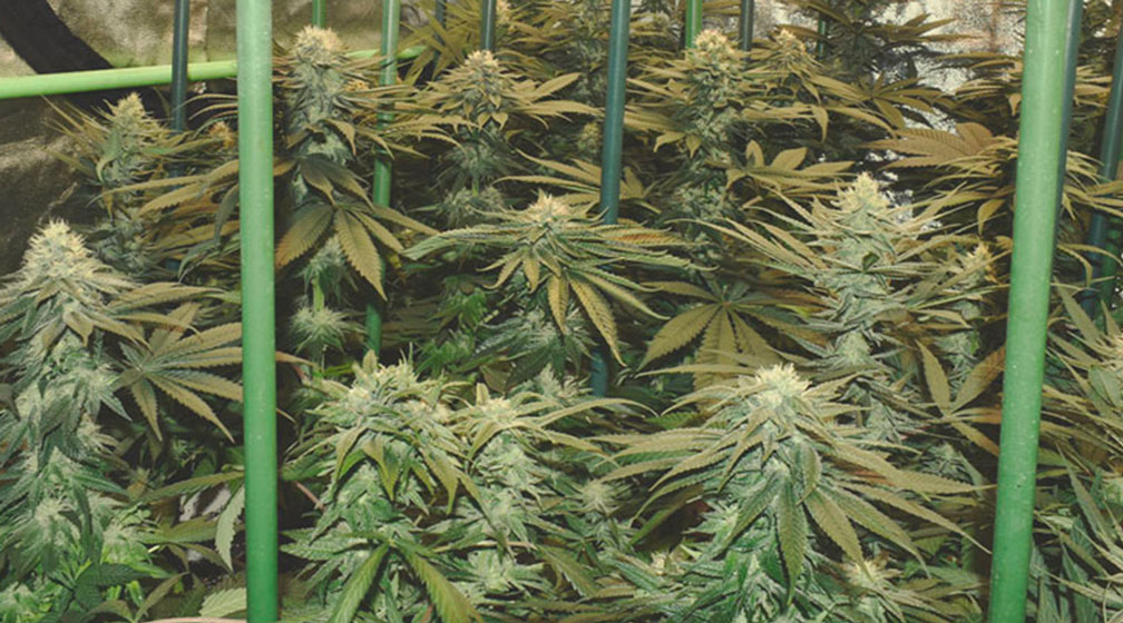 Bubble Kush Bubble Kush