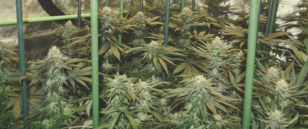 Bubble Kush Bubble Kush